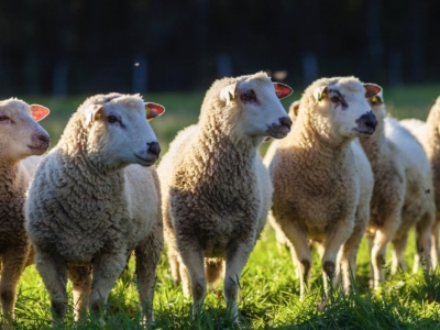 Les Propriétés Anallergiques de la Laine de Mouton 